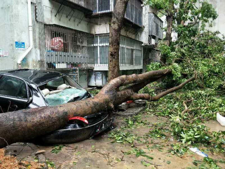 被倒地大樹壓扁的轎車